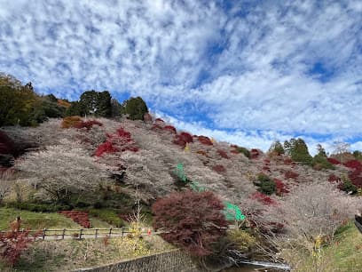 四季桜公園