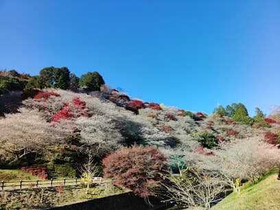 川見四季櫻之里