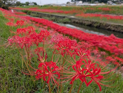 逢妻女川 彼岸花